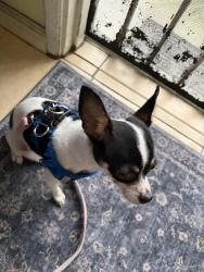 Found/Stray Female Dog last seen Santa Fe, Carson, CA 90745