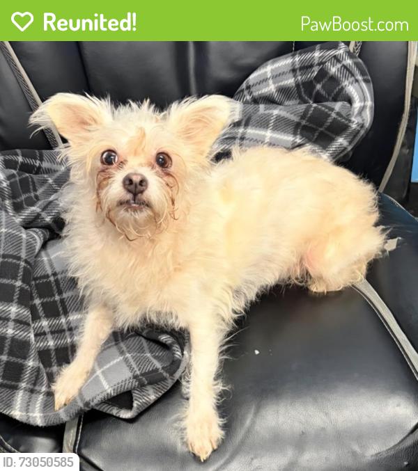 Reunited Female Dog last seen Near Stanley Street, Dayton, OH 45404