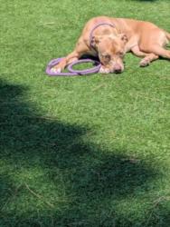 Shelter Stray Female Dog last seen , 14409 Vanowen St, Van Nuys, CA 91405, USA
