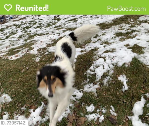 Reunited Female Dog last seen Closed Sidewalk steps, Pittsburgh, PA 15227