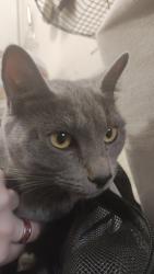 Found/Stray Female Cat last seen Boulder hwy and Tropicana, next to Albertsons, Las Vegas, NV 89122