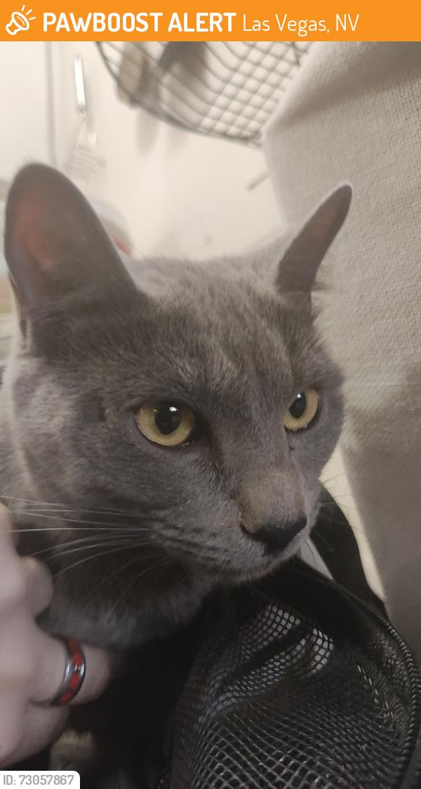 Found/Stray Female Cat last seen Boulder hwy and Tropicana, next to Albertsons, Las Vegas, NV 89122