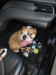 Reunited Male Dog last seen Ulster and Becker rd, Port St. Lucie, FL 34984