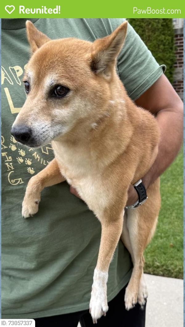 Reunited Male Dog last seen N Narragansett Ave & W Grace St, Chicago, IL 60641