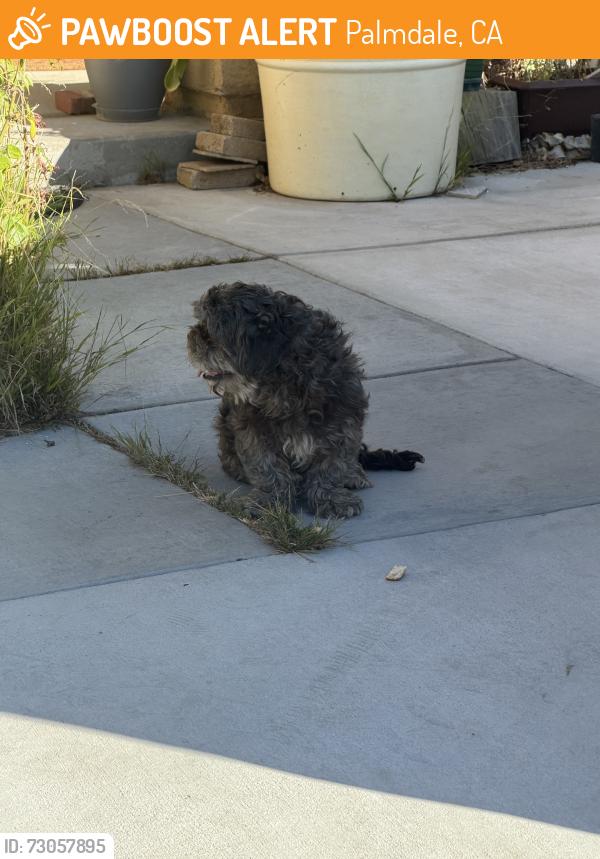 Found/Stray Unknown Dog last seen Whitney Way, Palmdale, CA 93552