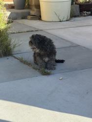 Found/Stray Unknown Dog last seen Whitney Way, Palmdale, CA 93552