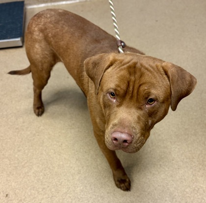 Shelter Stray Male Dog last seen Near Derrill Drive, 30032, GA, 3280 Chamblee Dunwoody Rd, Chamblee, GA 30341, USA