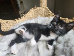 Shelter Stray Male Cat last seen Near Belaire CIR. Doraville, GA 30340, 30340, GA, 3280 Chamblee Dunwoody Rd, Chamblee, GA 30341, USA