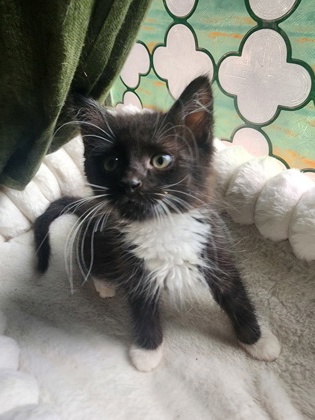Shelter Stray Male Cat last seen Near Belaire CIR. Doraville, GA 30340, 30340, GA, 3280 Chamblee Dunwoody Rd, Chamblee, GA 30341, USA