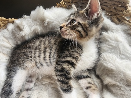 Shelter Stray Male Cat last seen Near Belaire CIR. Doraville, GA 30340, 30340, GA, 3280 Chamblee Dunwoody Rd, Chamblee, GA 30341, USA
