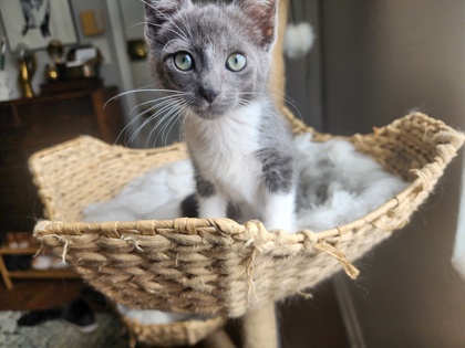 Shelter Stray Male Cat last seen Near Gwendon Ct Decatur, GA 30034, 30034, GA, 3280 Chamblee Dunwoody Rd, Chamblee, GA 30341, USA