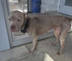 Shelter Stray Female Dog last seen Near Rodeo Plaza, North District, TX, 355 Hillshire Dr, Haslet, TX 76052, USA