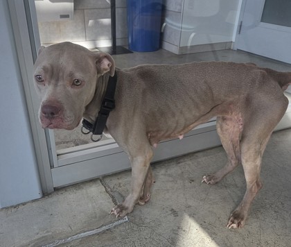 Shelter Stray Female Dog last seen Near Rodeo Plaza, North District, TX, 355 Hillshire Dr, Haslet, TX 76052, USA