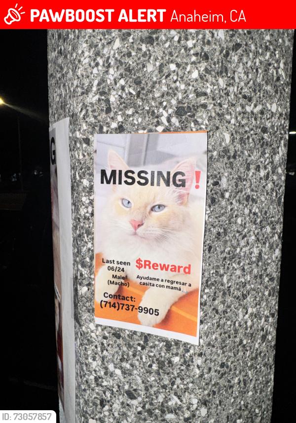 Lost Male Cat last seen Parking lot of Wateridge apmts, Anaheim, CA 92806
