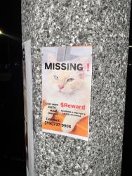 Lost Male Cat last seen Parking lot of Wateridge apmts, Anaheim, CA 92806