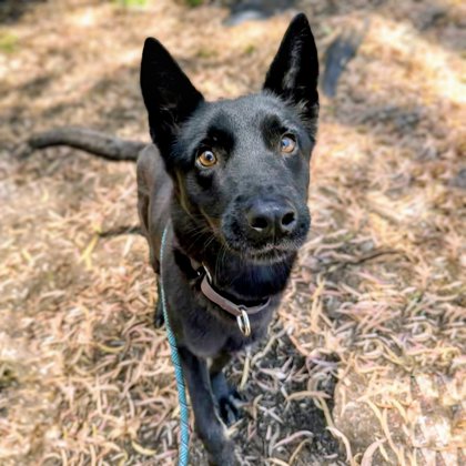 Shelter Stray Female Dog last seen , , CA, 1101 29th Ave, Oakland, CA 94601, USA