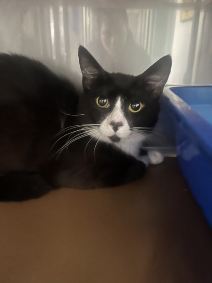Shelter Stray Male Cat last seen , , CA, 1101 29th Ave, Oakland, CA 94601, USA