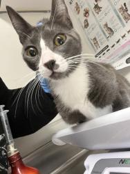 Shelter Stray Female Cat last seen , , CA, 1101 29th Ave, Oakland, CA 94601, USA