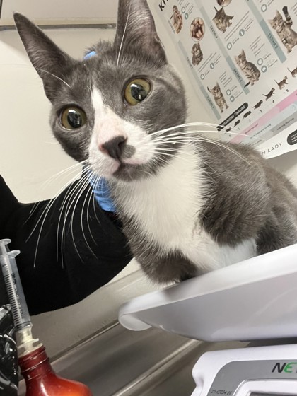 Shelter Stray Female Cat last seen , , CA, 1101 29th Ave, Oakland, CA 94601, USA
