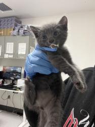 Shelter Stray Male Cat last seen , , CA, 1101 29th Ave, Oakland, CA 94601, USA