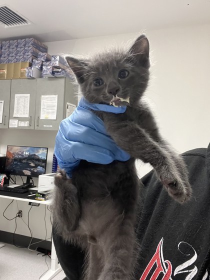 Shelter Stray Male Cat last seen , , CA, 1101 29th Ave, Oakland, CA 94601, USA