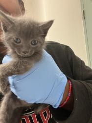 Shelter Stray Female Cat last seen , , CA, 1101 29th Ave, Oakland, CA 94601, USA