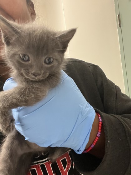 Shelter Stray Female Cat last seen , , CA, 1101 29th Ave, Oakland, CA 94601, USA
