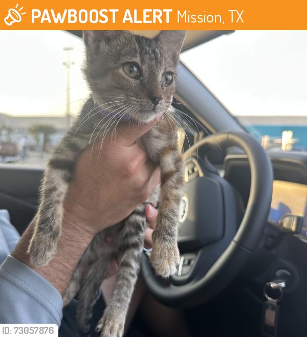 Found/Stray Female Cat last seen Inspiration Rd and 25th St (between 1 and 2 mile line), Mission, TX 78572