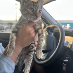 Found/Stray Female Cat last seen Inspiration Rd and 25th St (between 1 and 2 mile line), Mission, TX 78572