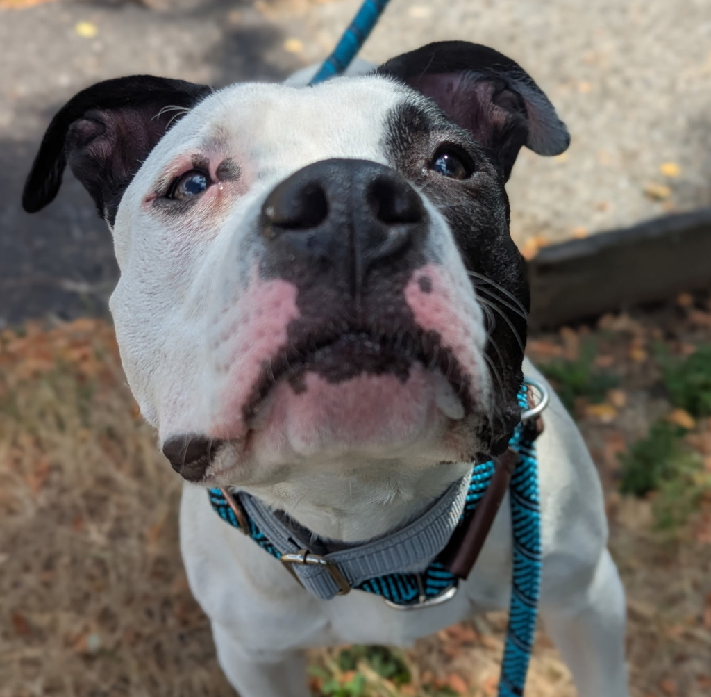 Shelter Stray Male Dog last seen PORTLAND, OR, 97230, 1700 W Historic Columbia River Hwy, Troutdale, OR 97060, USA
