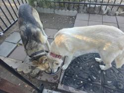 Found/Stray Male Dog last seen Adelfa/grand ave main crossstreets, Lake Elsinore, CA 92530