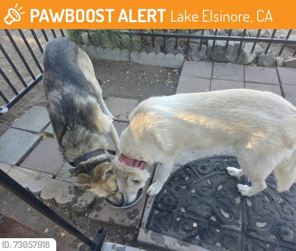 Found/Stray Male Dog last seen Adelfa/grand ave main crossstreets, Lake Elsinore, CA 92530