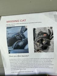 Lost Male Cat last seen guilford and sterling, Rockford, IL 61107