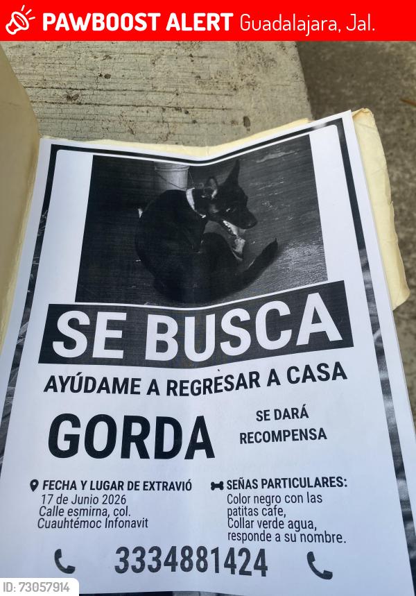 Lost Female Dog last seen José Maria iglesias, Guadalajara, Jal. 44760