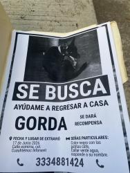 Lost Female Dog last seen José Maria iglesias, Guadalajara, Jal. 44760