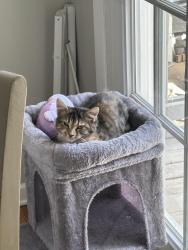 Lost Female Cat last seen Amelia Dr, Marietta, GA, Yadkinville, NC 27055