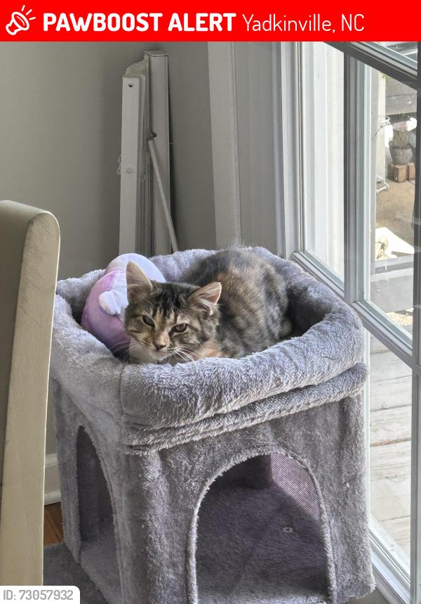 Lost Female Cat last seen Amelia Dr, Marietta, GA, Yadkinville, NC 27055