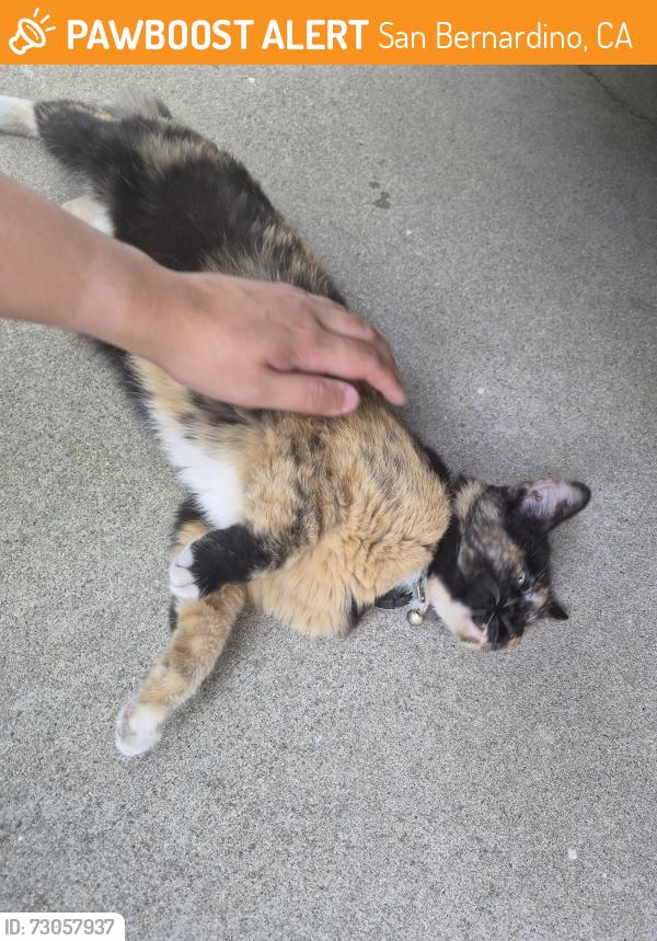 Found/Stray Unknown Cat last seen 35th street, San Bernardino, CA 92404