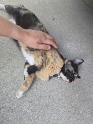 Found/Stray Unknown Cat last seen 35th street, San Bernardino, CA 92404