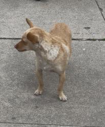 Lost Female Dog last seen Entre San Juan y San Gabriel, South Gate, CA 90280
