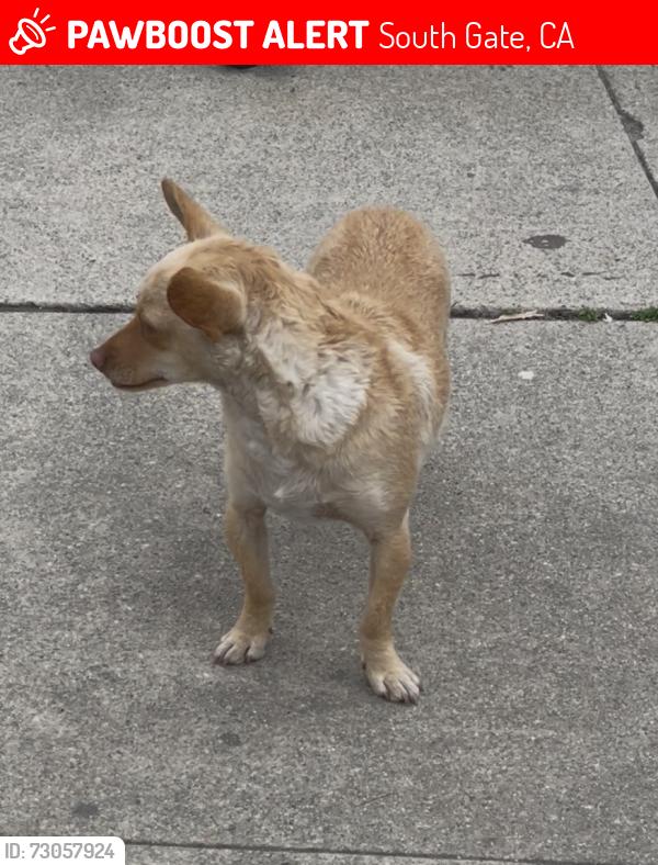 Lost Female Dog last seen Entre San Juan y San Gabriel, South Gate, CA 90280