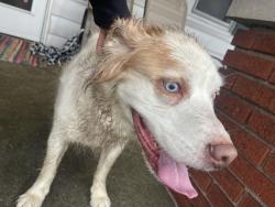Found/Stray Male Dog last seen Fisher and Crawfordsville Road, Speedway, IN 46224