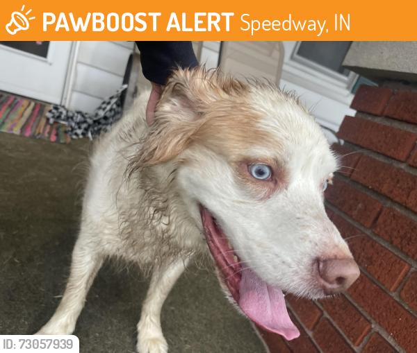 Found/Stray Male Dog last seen Fisher and Crawfordsville Road, Speedway, IN 46224