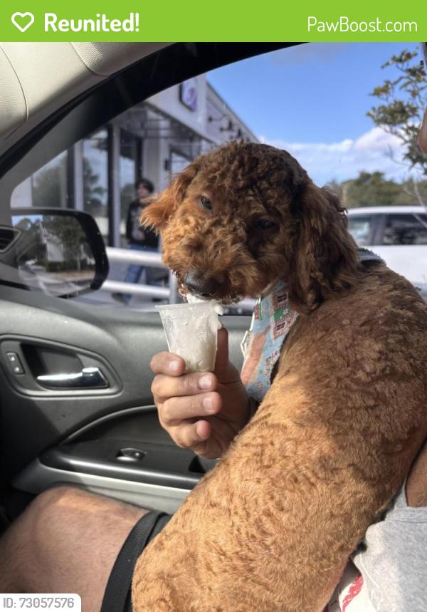 Reunited Female Dog last seen Floresta and Thornhill , Port St. Lucie, FL 34983