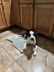 Found/Stray Male Dog last seen South 1604 and FM 1303, Elmendorf, TX 78223