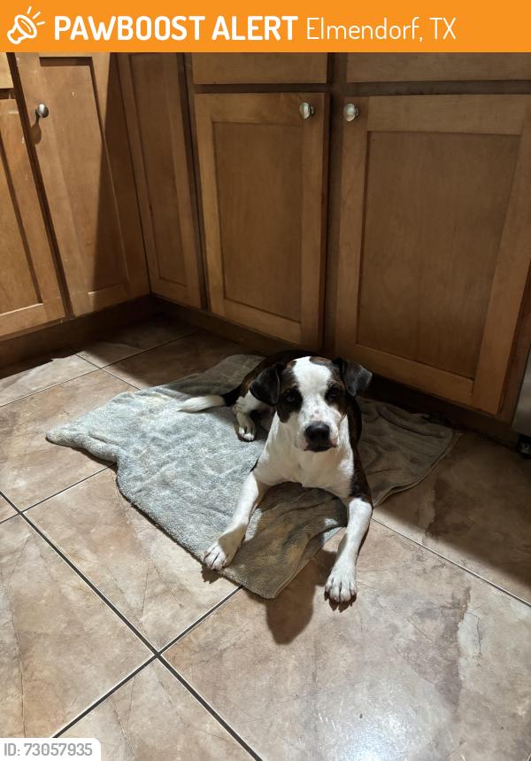 Found/Stray Male Dog last seen South 1604 and FM 1303, Elmendorf, TX 78223