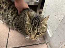 Found/Stray Unknown Cat last seen BP petroleum, Aberdeen City, Scotland AB16 7GD
