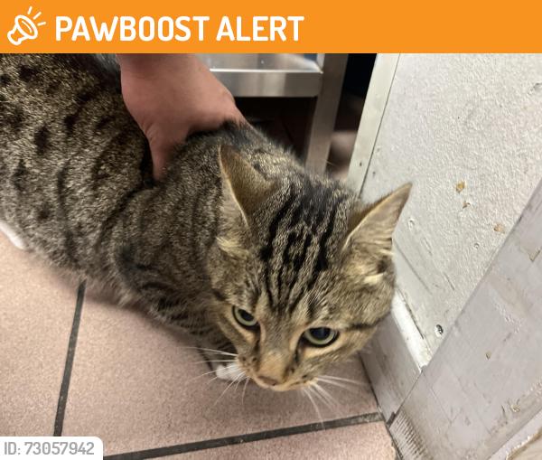 Found/Stray Unknown Cat last seen BP petroleum, Aberdeen City, Scotland AB16 7GD