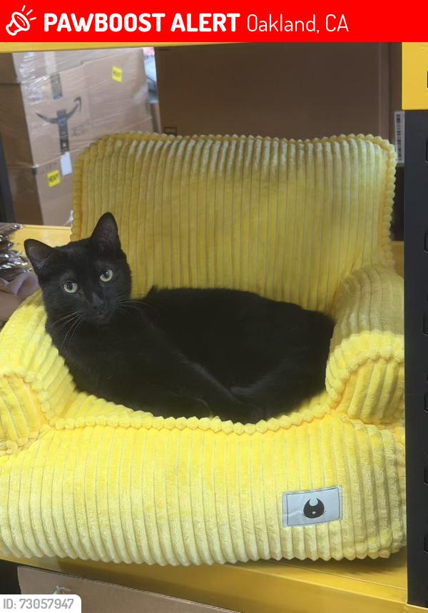 Lost Male Cat last seen Excelsior and E38th, Oakland, CA 94602