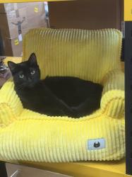 Lost Male Cat last seen Excelsior and E38th, Oakland, CA 94602